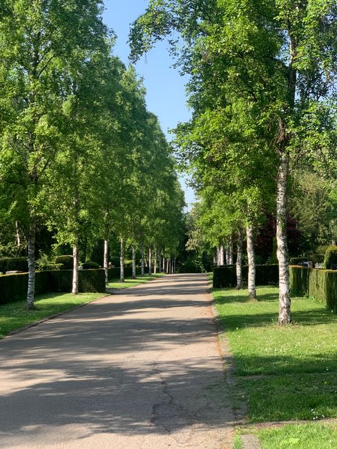 A straight residential street lined with evenly spaced trees on both sides, creating a canopy of green leaves overhead. The pavement appears well-maintained, with a narrow sidewalk on each side, and t